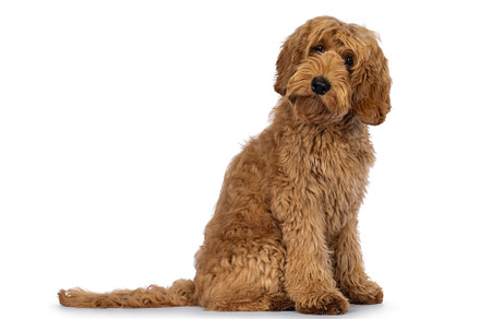 Labradoodle dog on white background, an Animal Photo by Cat'chy Images by Nynke