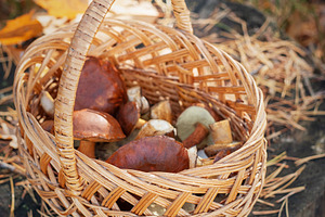 Basket of wild mushrooms foraging in autumn forest, a Food & Drink Photo by Olena Rudo