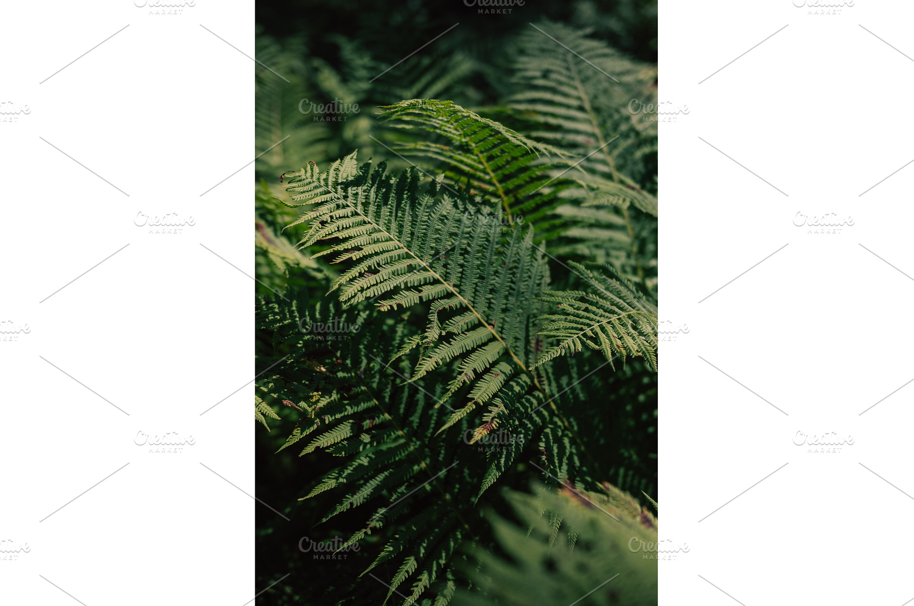 Natural green fern in summer forest, a Background Photo by Jan Jack Russo Media