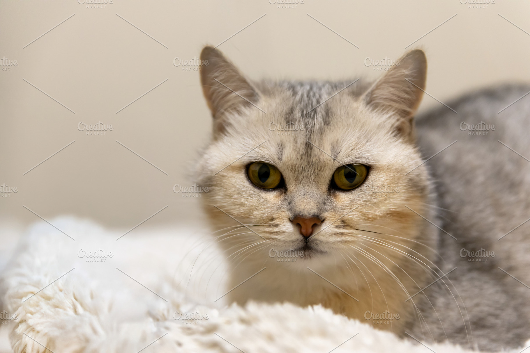 Close-up of a silver tabby cat lying on a fluffy white blanket,, an Animal Photo by Ales Munt