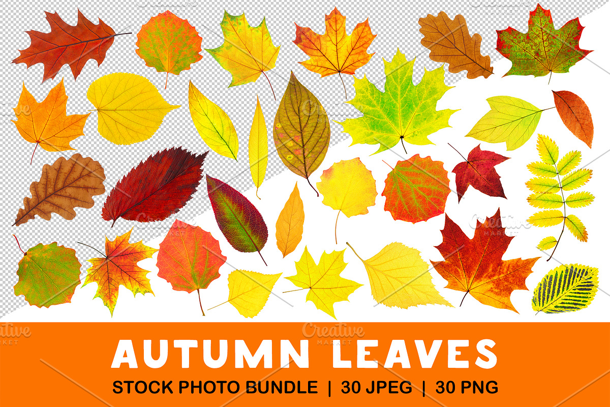 30 colorful autumn leaves, an Object Graphic by Fruits+Veggies (Photo 1 of 3)