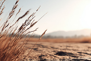 Dry grass on sandy ground in a warm, a Nature Photo by MistyDay