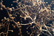 72 Microscopic Fungi Backgrounds, a Background Graphic by h.utomo (Thumbnail 11 of 72)