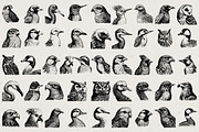 260 Birds Illustrations, an Animal Illustration by Nocturnal Wolf (Thumbnail 8 of 13)