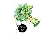 Watercolor Herbs Vector Set, a Food Illustration by Elena Pimonova (Thumbnail 2 of 4)