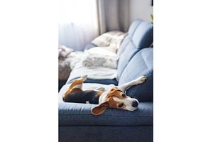 Male hound Beagle dog, an Animal Photo by MadPhotos