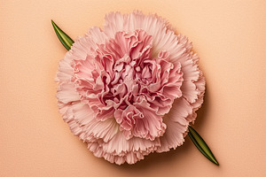 Pink Carnation Flower With Little Leaves, For A Wedding Or A Gif