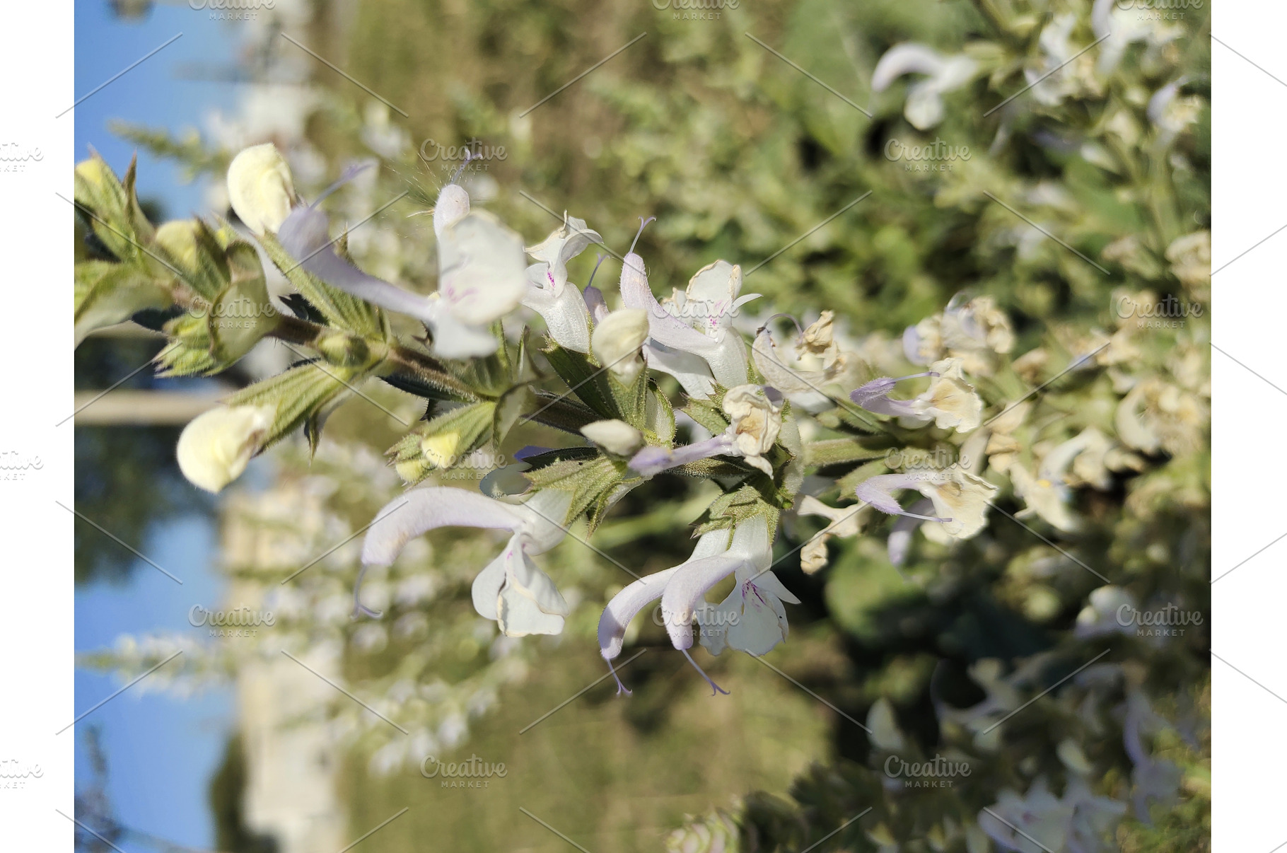 blooming Salvia with purple flowers, a Nature Photo by LogosDen