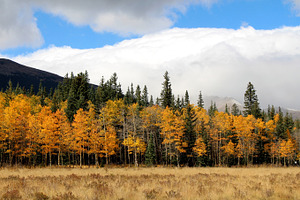 Tree line in the Fall