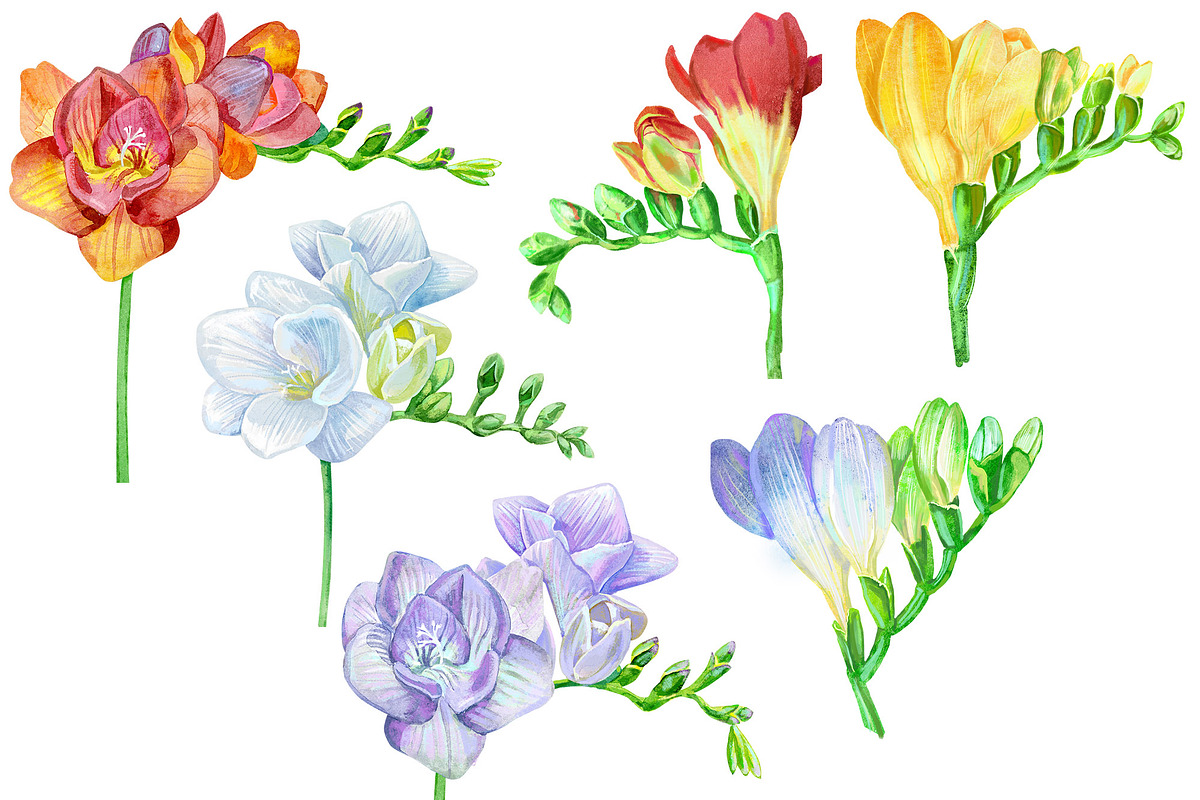 Freesia. Watercolor collection, a Decorative Illustration by Watercolor fantasy (Photo 2 of 7)