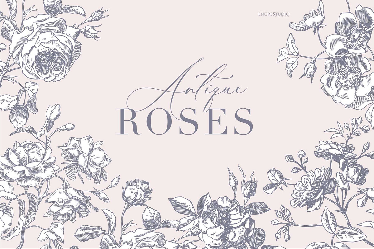 Antique Roses - Illustration Set, a Decorative Illustration by Encre Studio (Photo 1 of 5)