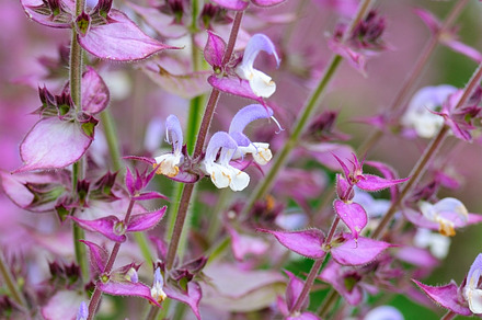 Salvia Flowers preview 5