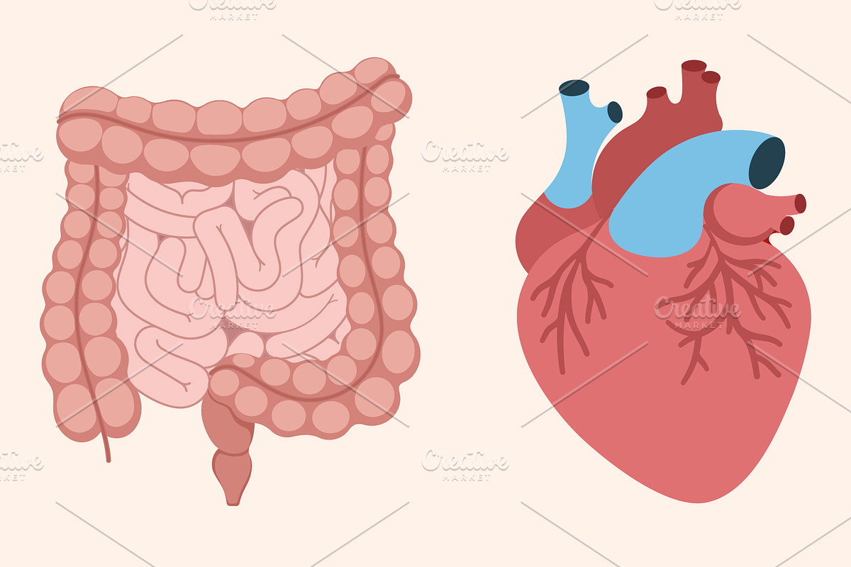 Set of human internal organs, an Education Illustration by Yayasya (Photo 3 of 3)
