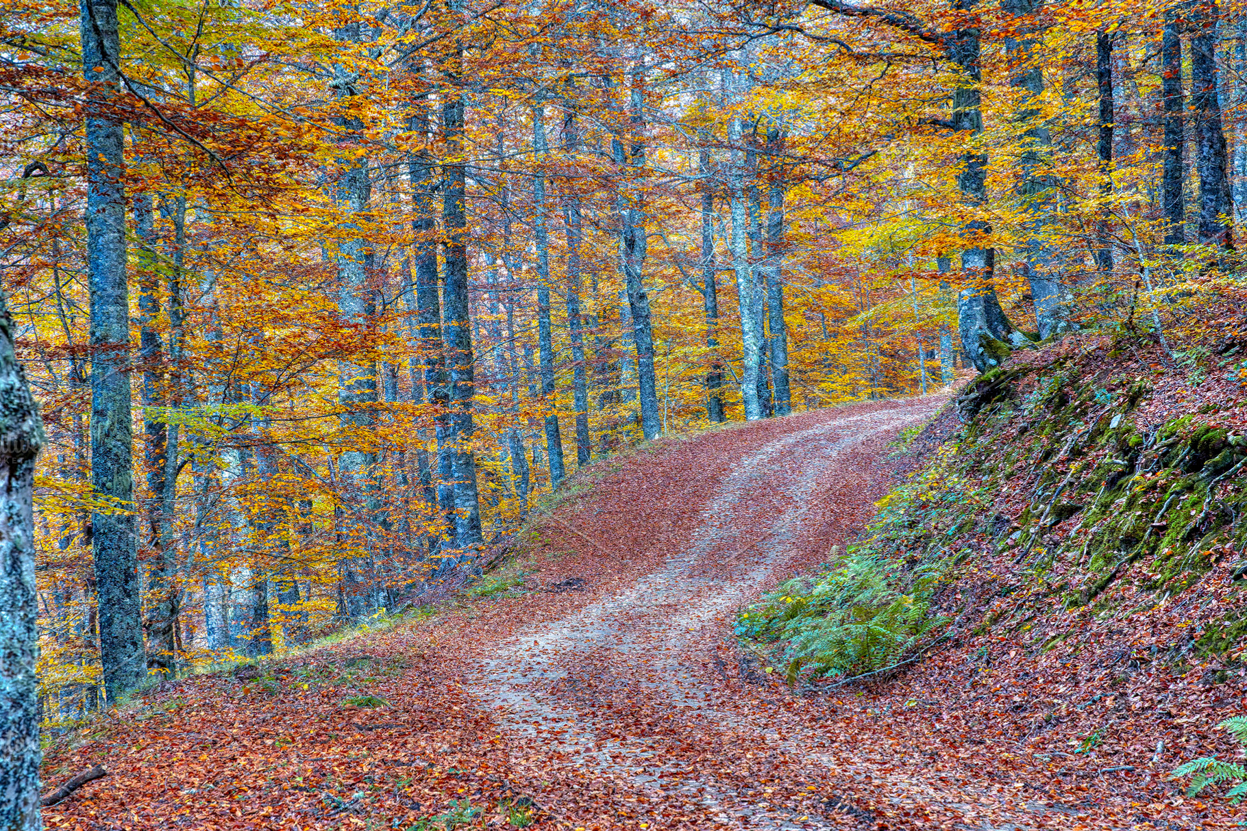 Beech forest on the way to the Vegabaño mountain refuge in Soto de Sajambre, P, a Nature Photo by CreativePhotoSpain