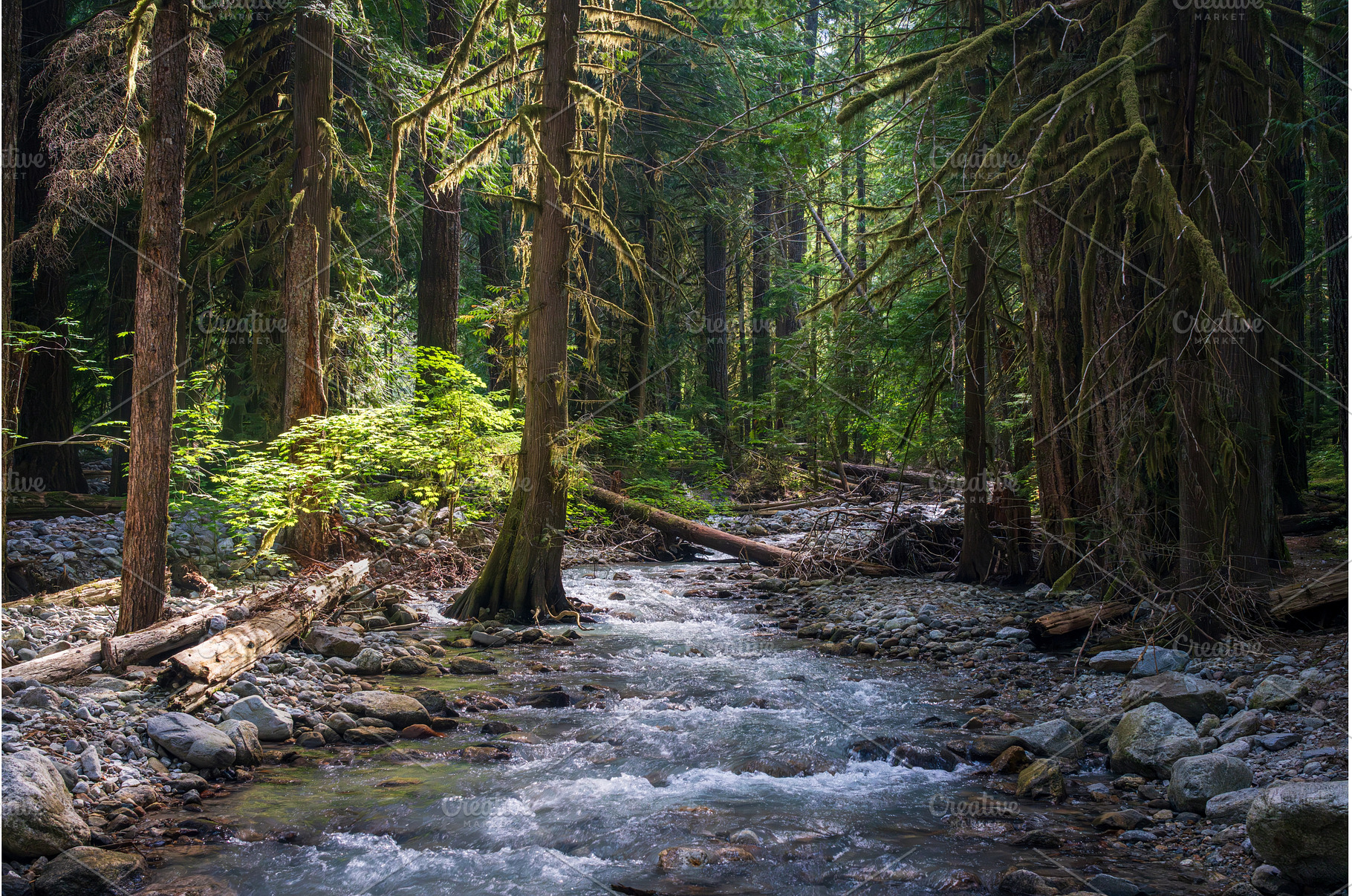 Mountain stream by the Thunder Knob, a Nature Photo by Backyard Stock