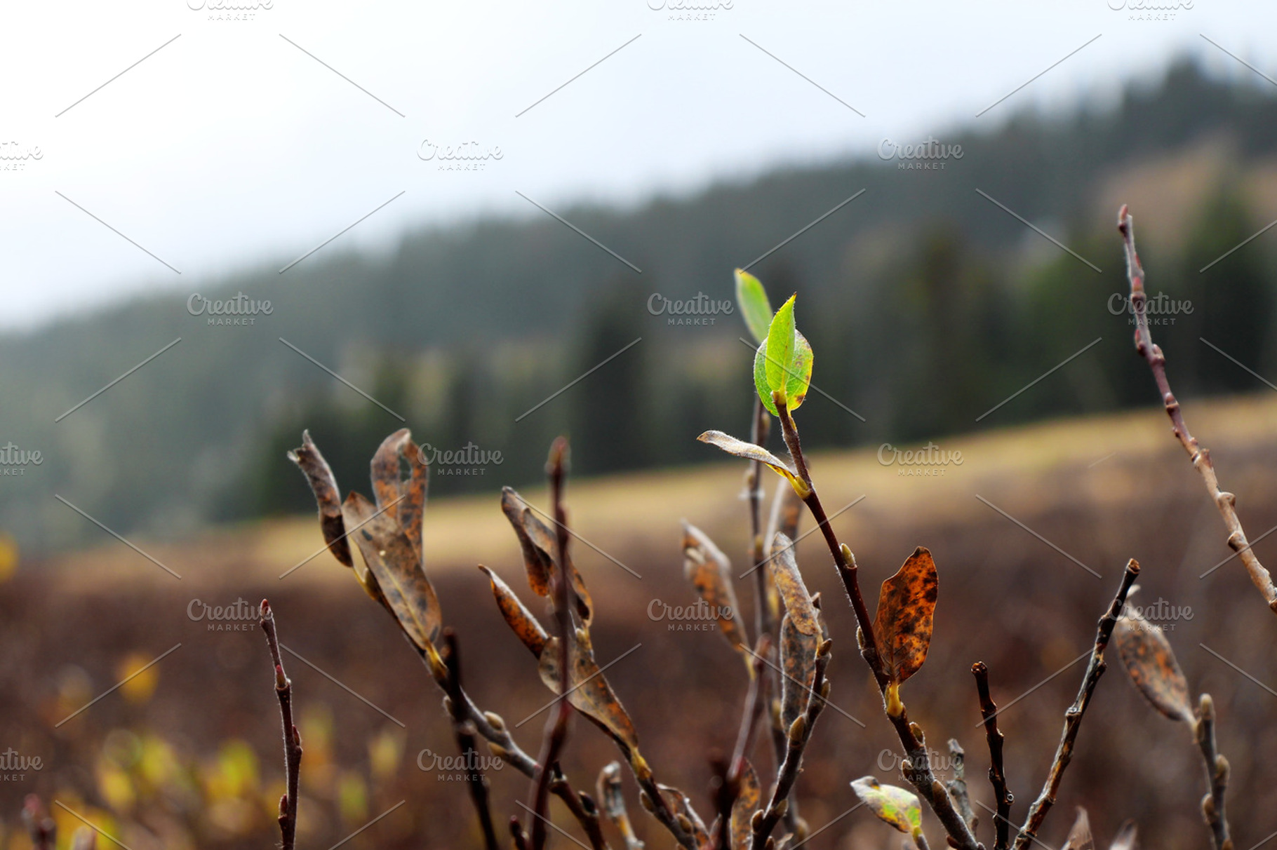 Last green leaf before winter, a Nature Photo by Open Eye Design