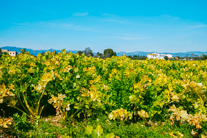 a wide celery plantation under blue sky, a Photo by Nito