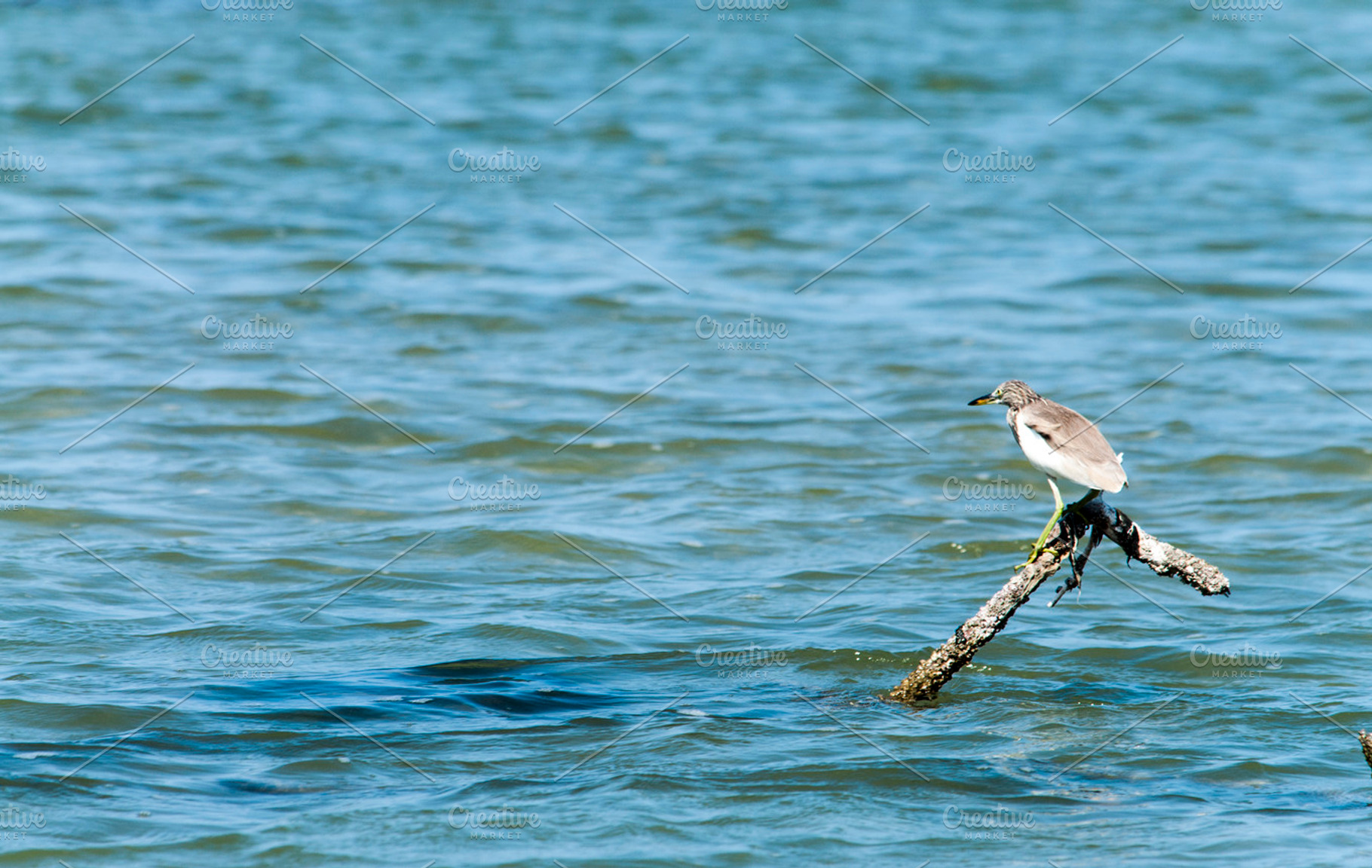 Bird Standing On A Branch