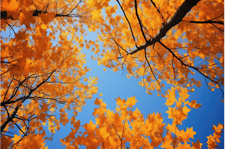 Trees in fall park from below, a Nature Photo by Lermont51