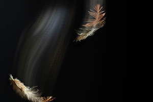 Feather falling light trail black ba featuring object, parrot, and parakeet