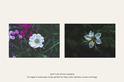 Garden Sunset | Photo Bundle, a Nature Photo by The Responsible Creatives (Thumbnail 9 of 11)