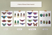 Hand Painted Insect Set, an Education Illustration by The Curio Cabinet (Thumbnail 3 of 7)