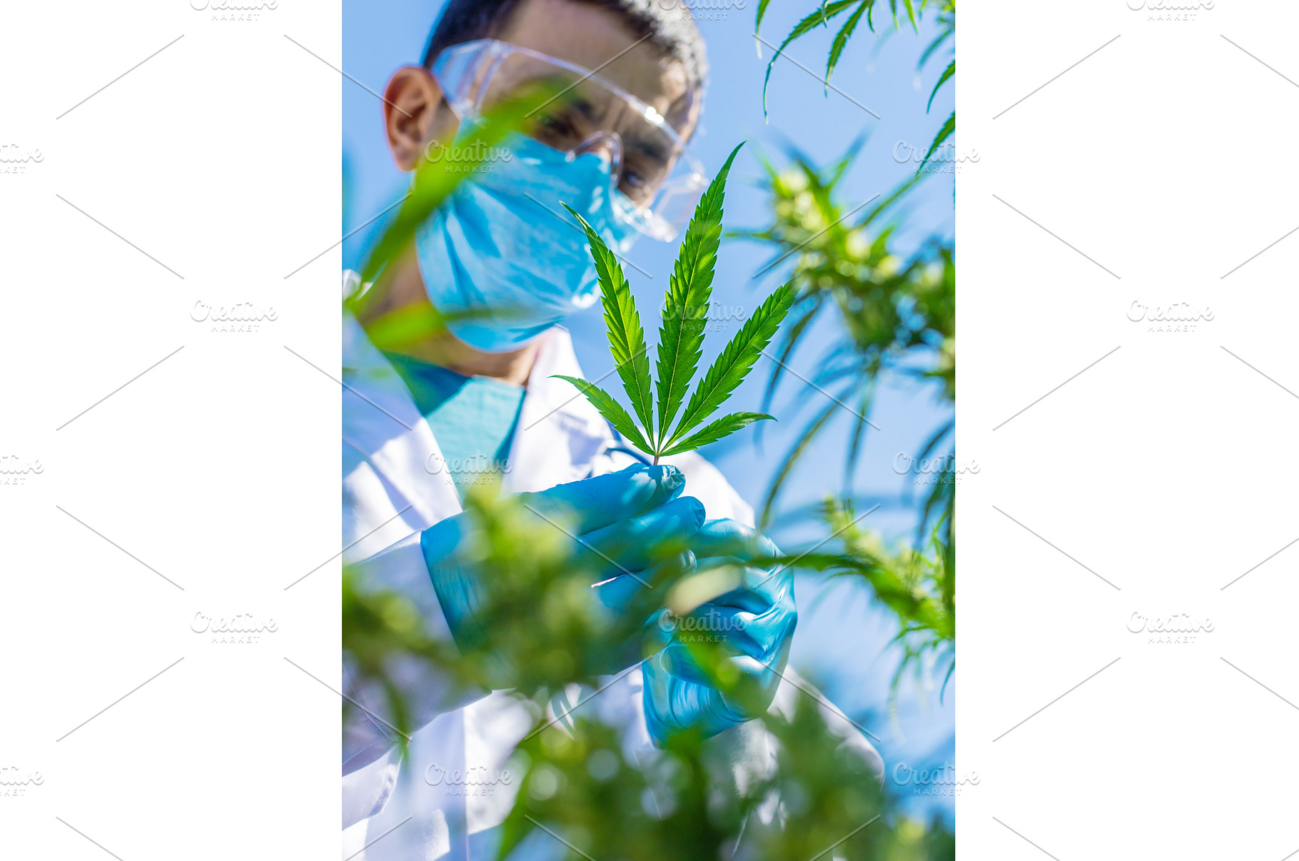 A doctor holding a medical cannabis, a Health & Medical Photo by yanadjana