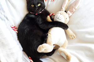 Black cat hugging stuffed animal