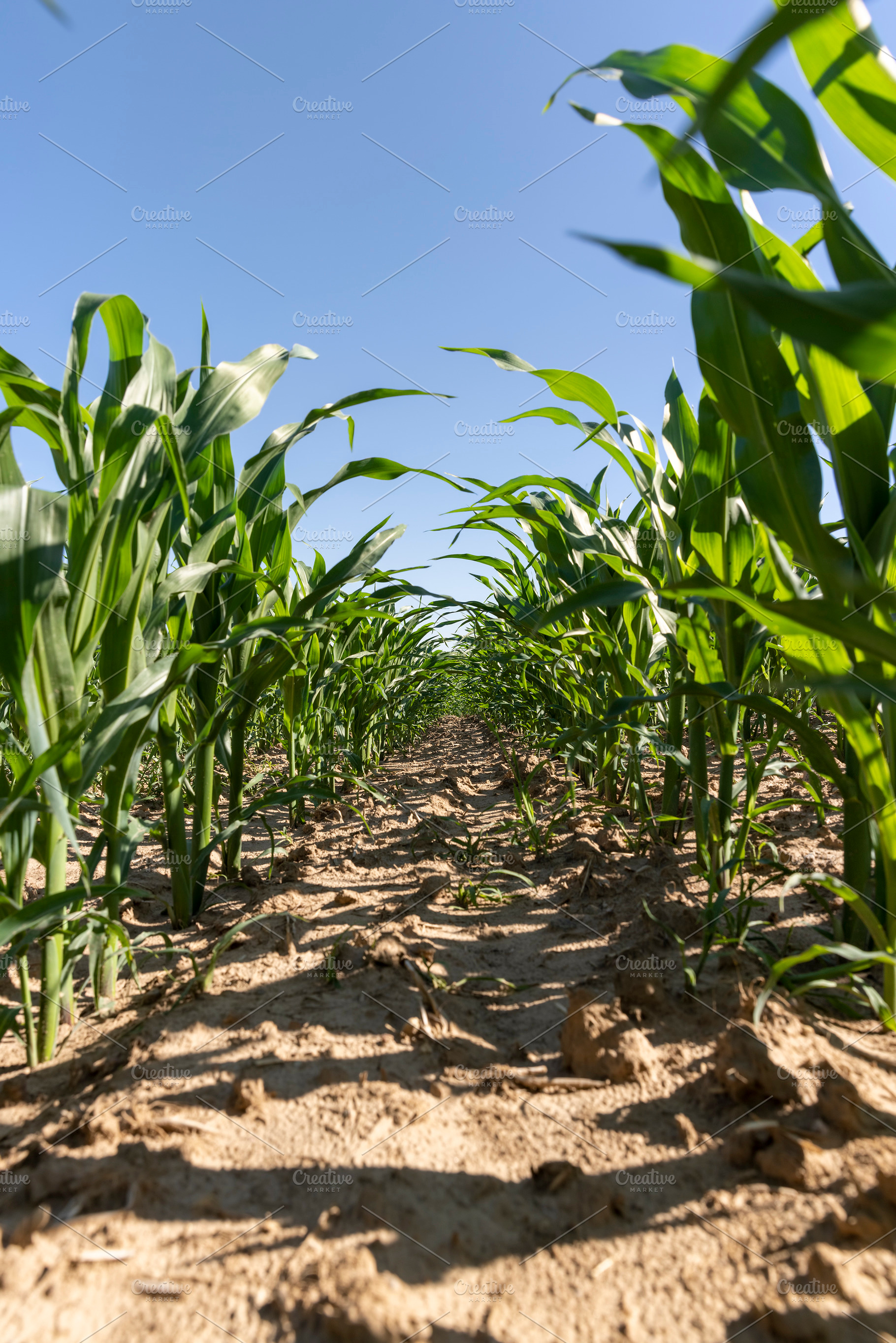 corn in the field in the summer, a large field with a good harvest of corn duri, a Photo by rsoollAI