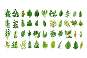 Different leafs cartoon vector set, an Object Illustration by Stock-Smart-Start
