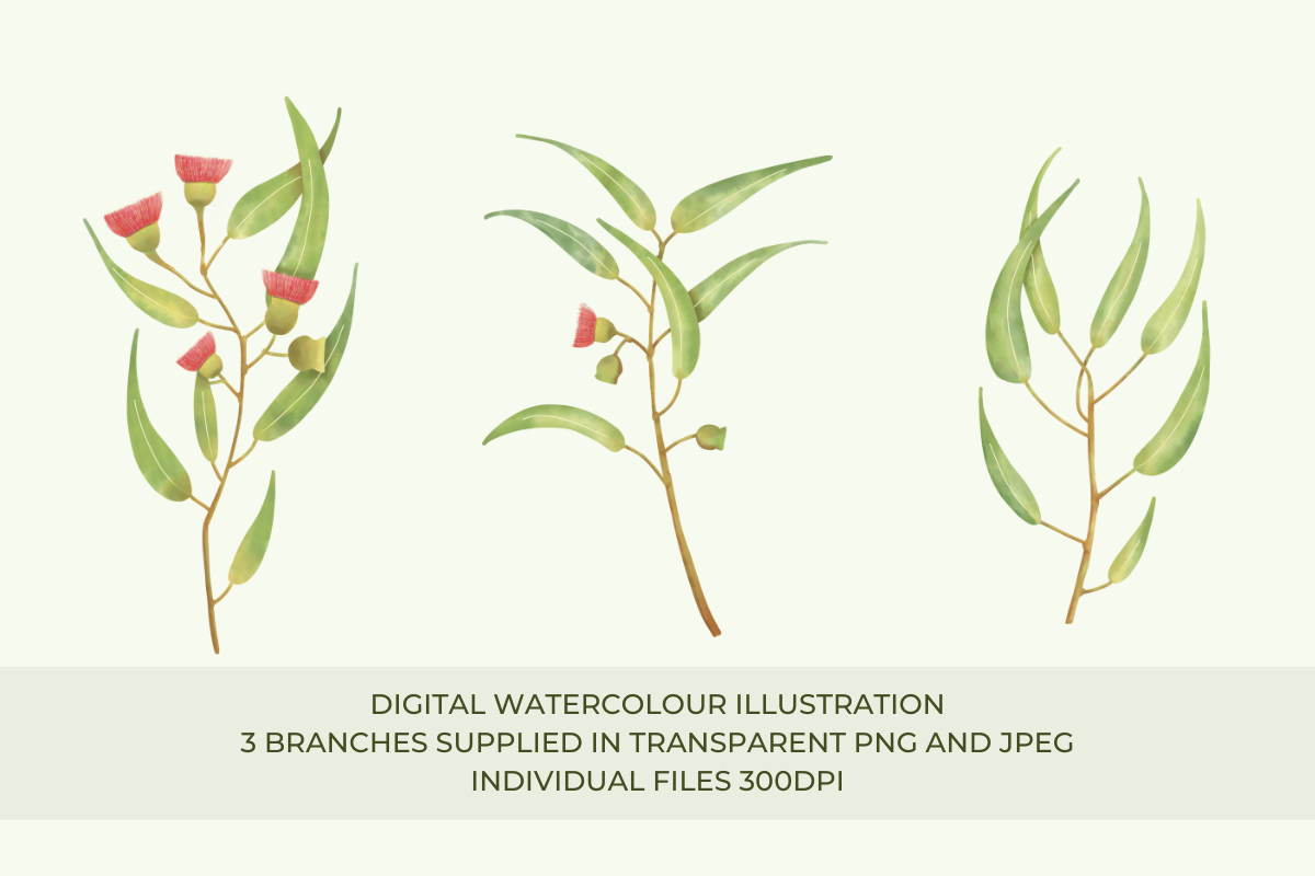Watercolour Eucalytpus Branches, a Decorative Illustration by Fern & Quill (Photo 2 of 5)