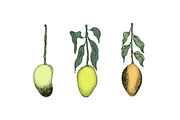 Мango Vector Collection, an Illustration by Lubov Illustrations Shop (Thumbnail 3 of 7)