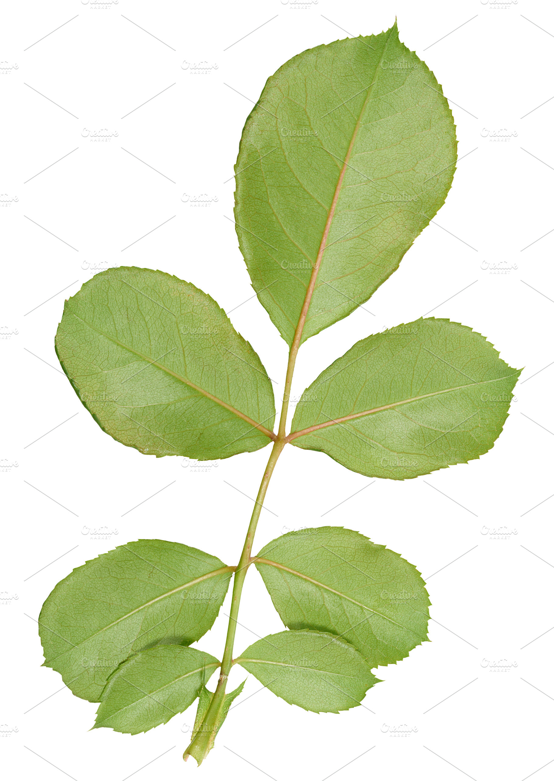 Rose branch with green leaves on stem on isolated background, to, a Nature Photo by ndanko