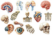 Antique Anatomy clipart, an Illustration by Designworld (Thumbnail 2 of 4)