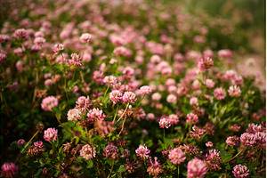 A garden filled with clover flowers, a Nature Photo by darksoul72