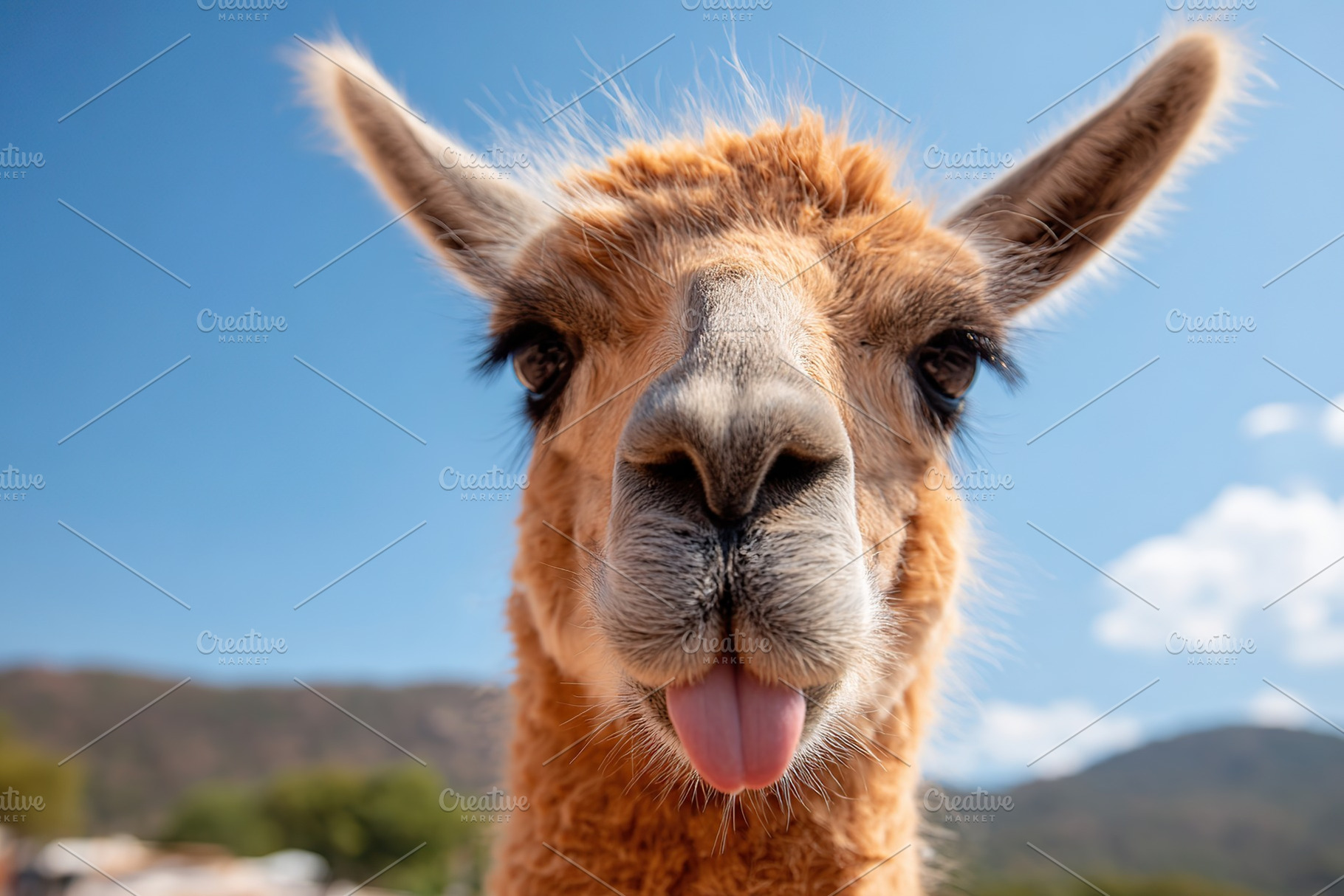 Llama playfully sticking its tongue out while posing for a close-up shot, an Animal Photo by AlyaAnd