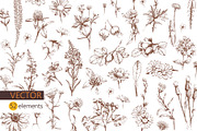Vector HERBS, a Healthcare Illustration by Izobova (Thumbnail 3 of 4)