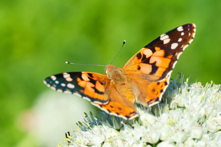 Butterfly on blossom flower in green, an Animal Photo by AlexBush
