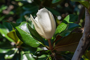 Beautiful white Magnolia blooming on the tree, a Nature Photo by Anna Bogush