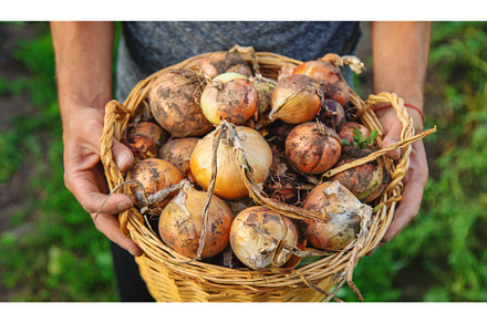 Onion harvest in the garden in the, a Food & Drink Photo by yanadjana