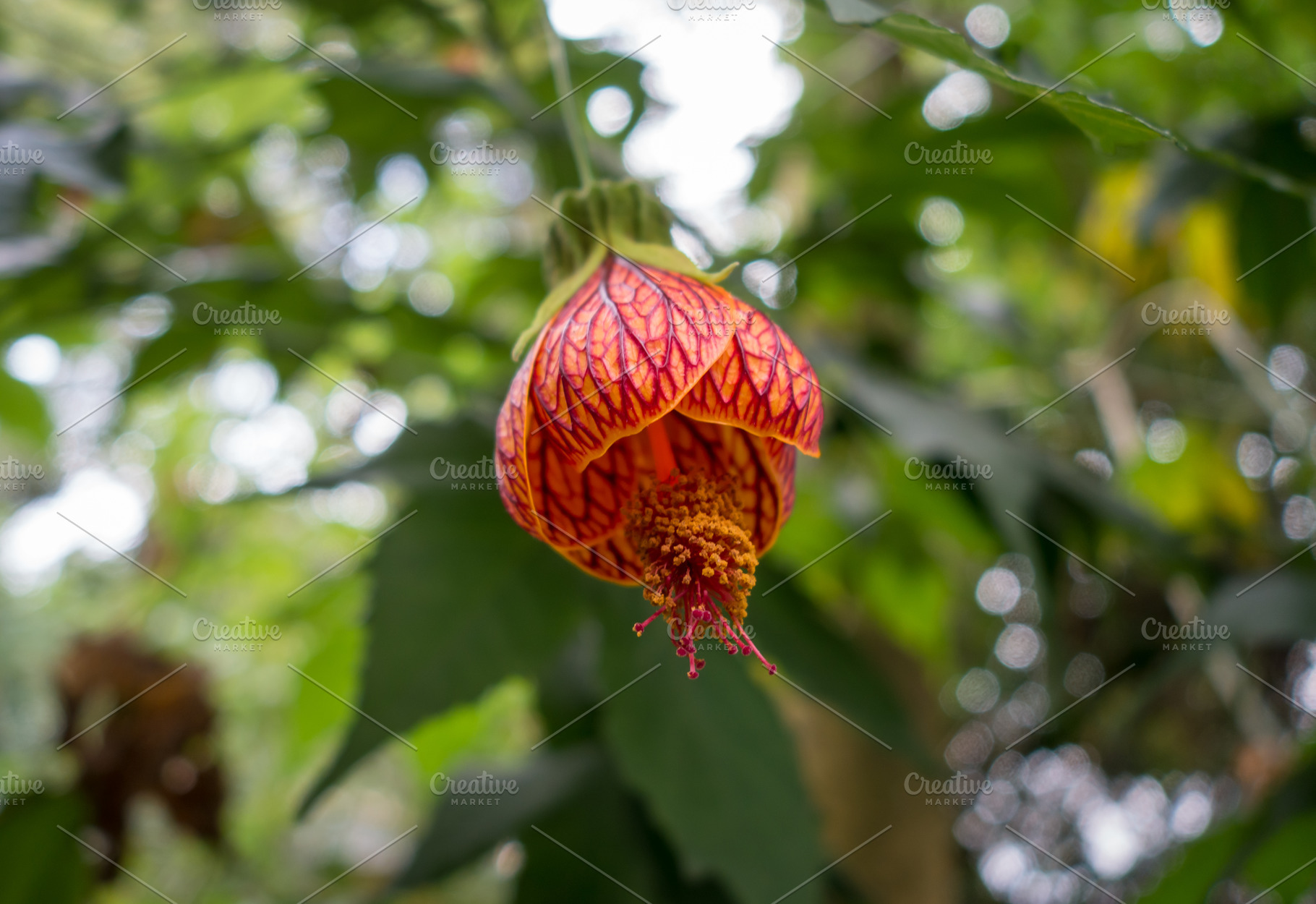Chinese lantern tropical flower with vivid red - orange hues, a Nature Photo by GoodGoods