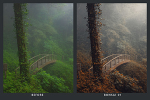 Cedar Lightroom Presets & LUTs