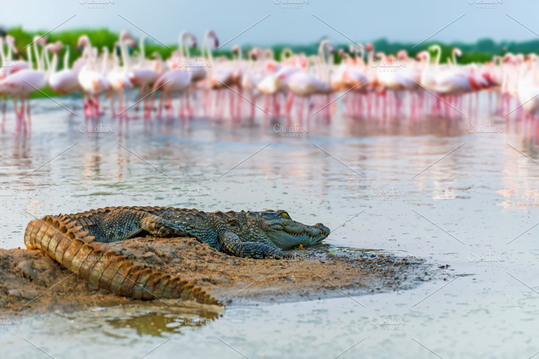 Crocodile resting on the shore while flamingos gather in the bac, an Animal Photo by Byrdyak
