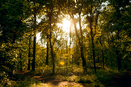 Yellow woods