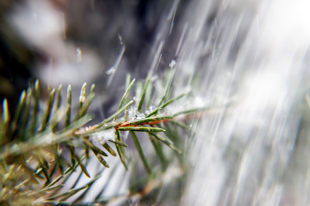 littered spruce pine branch, close-up, a Nature Photo by TanaCh