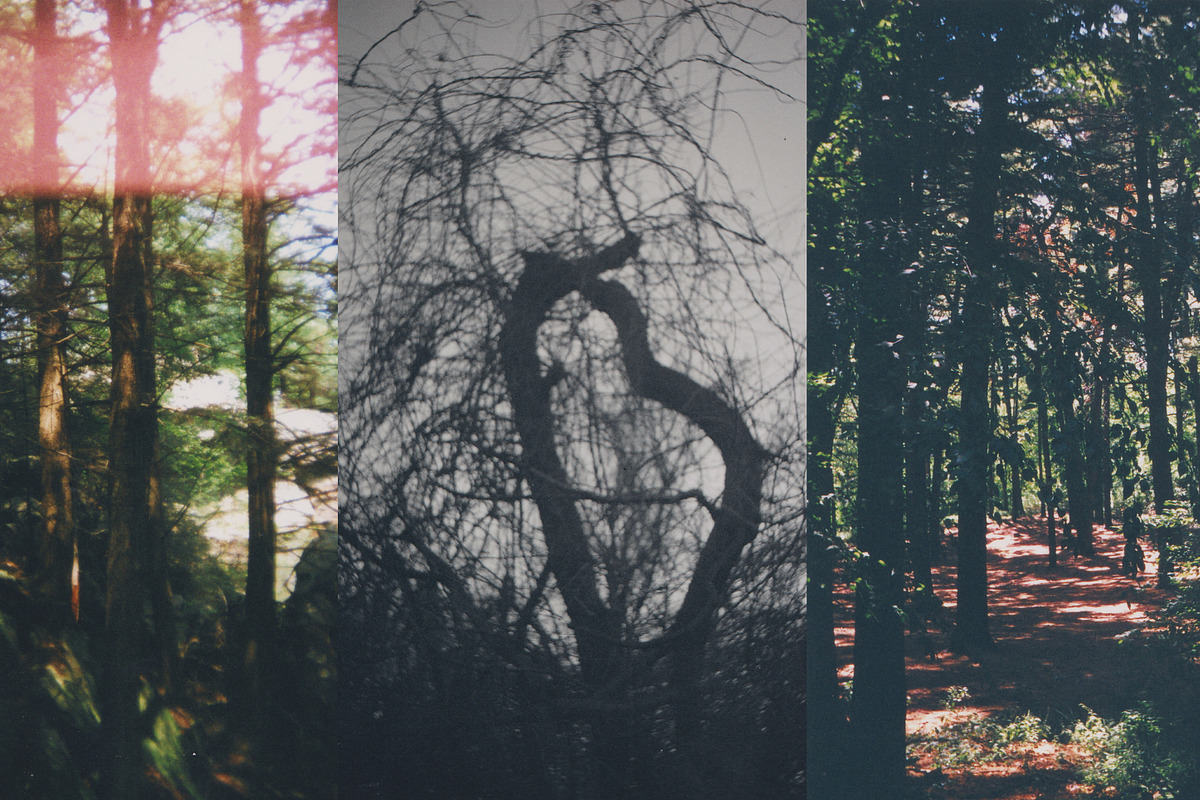 45 Nature Snapshots (Lomo LC-A), a Nature Photo by Studio Rho (Photo 4 of 11)