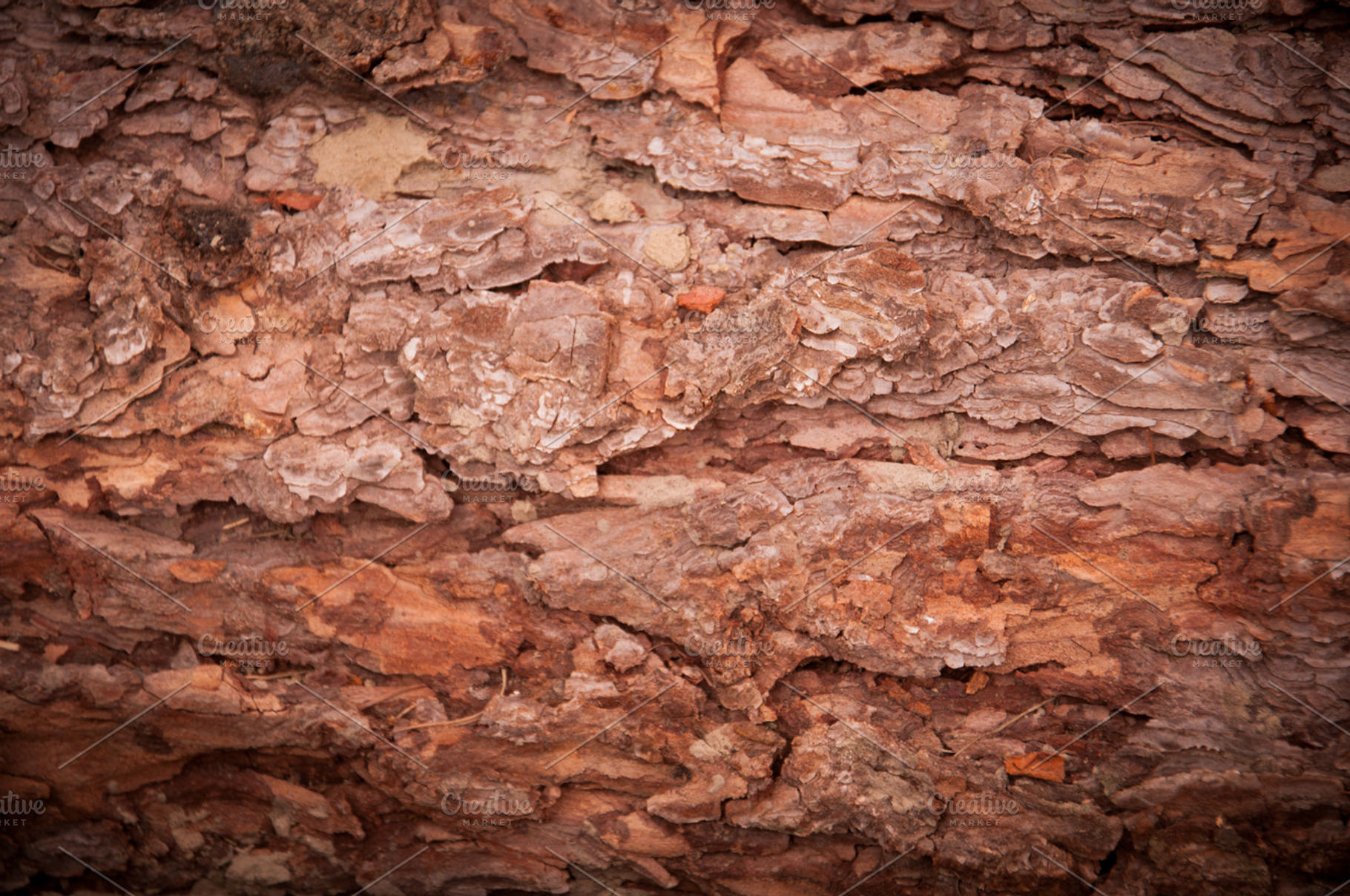 Wood texture - Pine tree