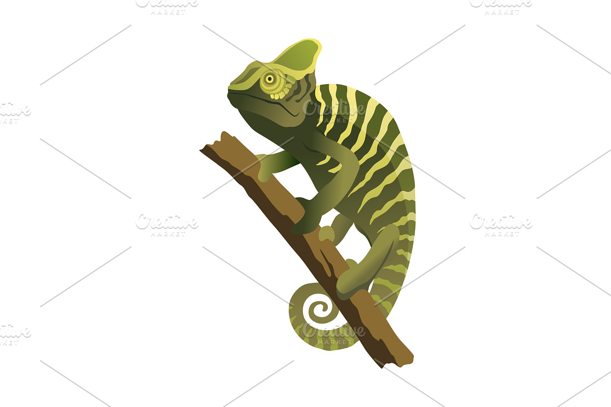 Chameleon lizard. Reptiles, an Animal Illustration by Things for designers