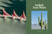70 Aesthetic Cactus Stock Photos, a Nature Photo by Incomelion (Thumbnail 3 of 14)