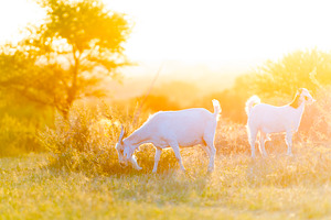 Goats Grazing in Field, an Animal Photo by THP Creative